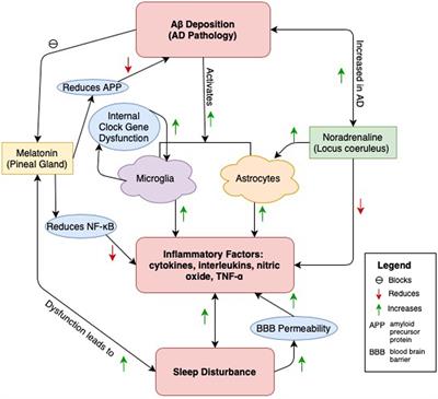 Sleep Disturbances in MCI and AD: Neuroinflammation as a Possible Mediating Pathway